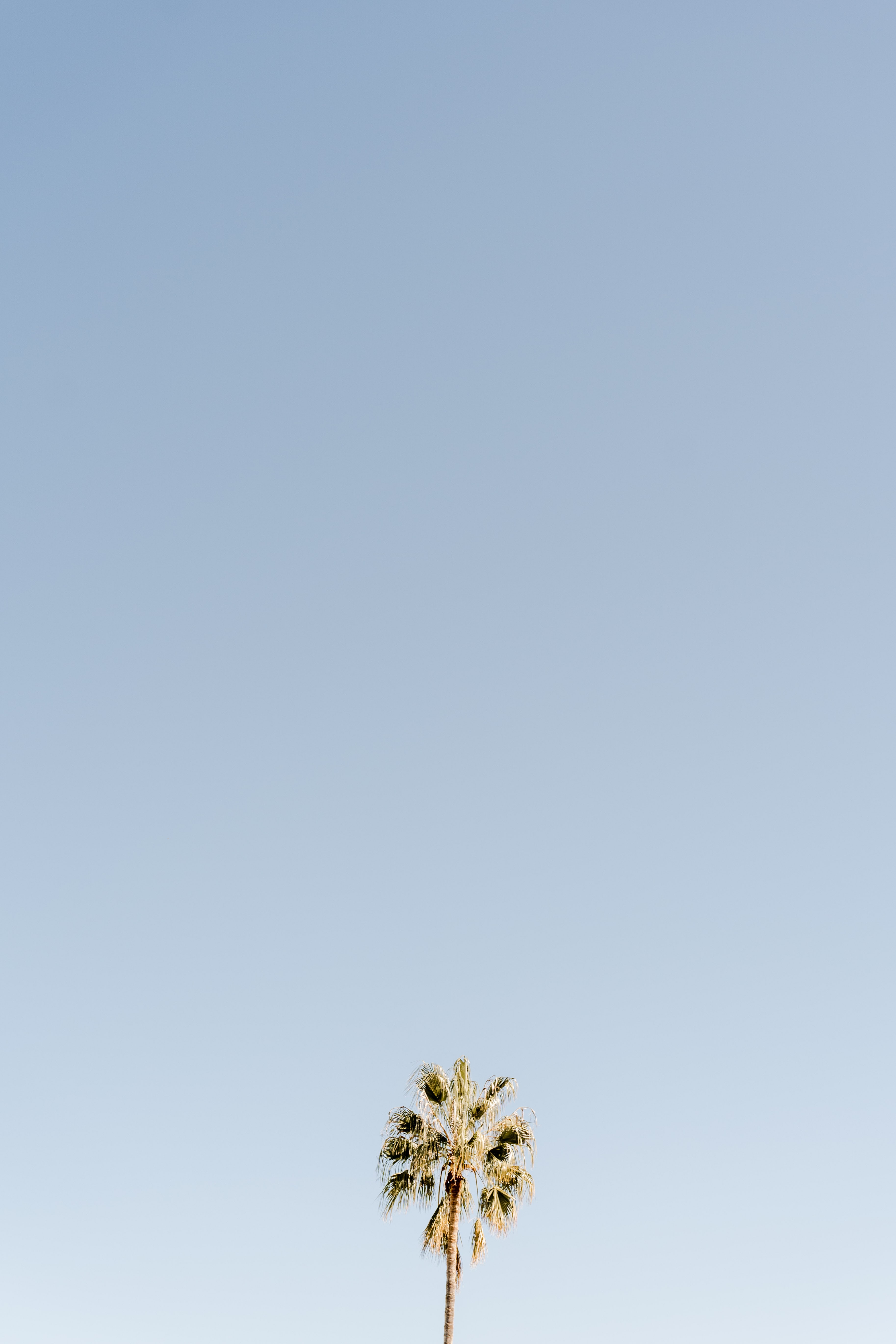 A single tall palm tree crowned with fronds stands against a vast clear pale-blue sky at The Bathhouse Camden.